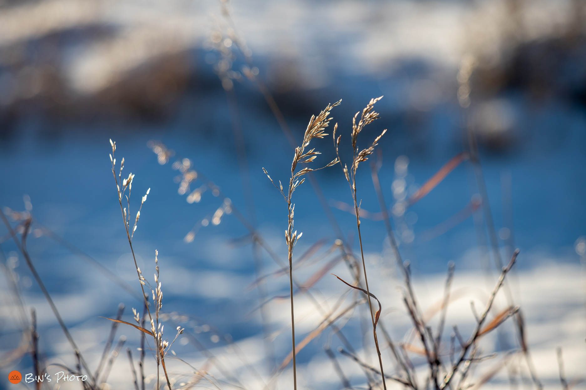 初试佳能EF 70-300mm F4-5.6 IS Ⅱ镜头